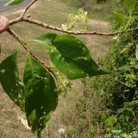 Crateva adansonii DC.